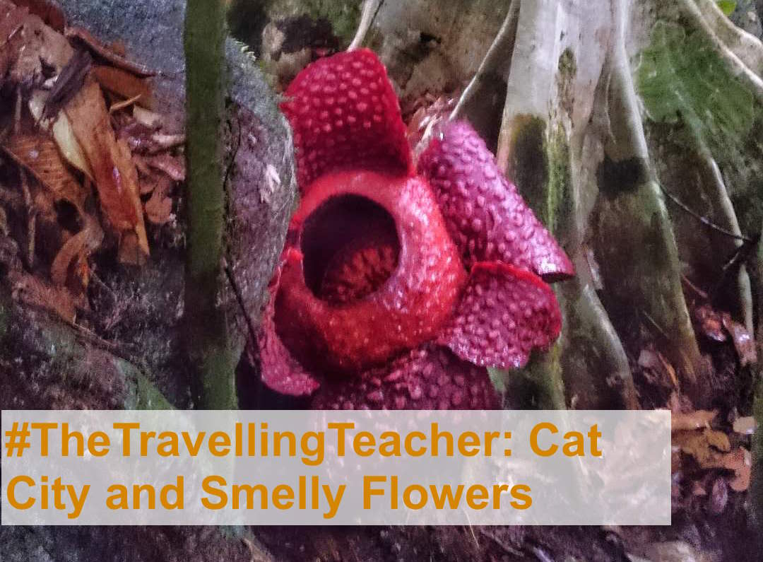 Trudie #theTravellingTeacher is back and exploring the city of Kucing - translated to 'cat city'. Find out in her travels this week whether the city lives up to its name and the many sites of the city. ow.ly/UIkN30mK2Jn #teachonline #iqbar