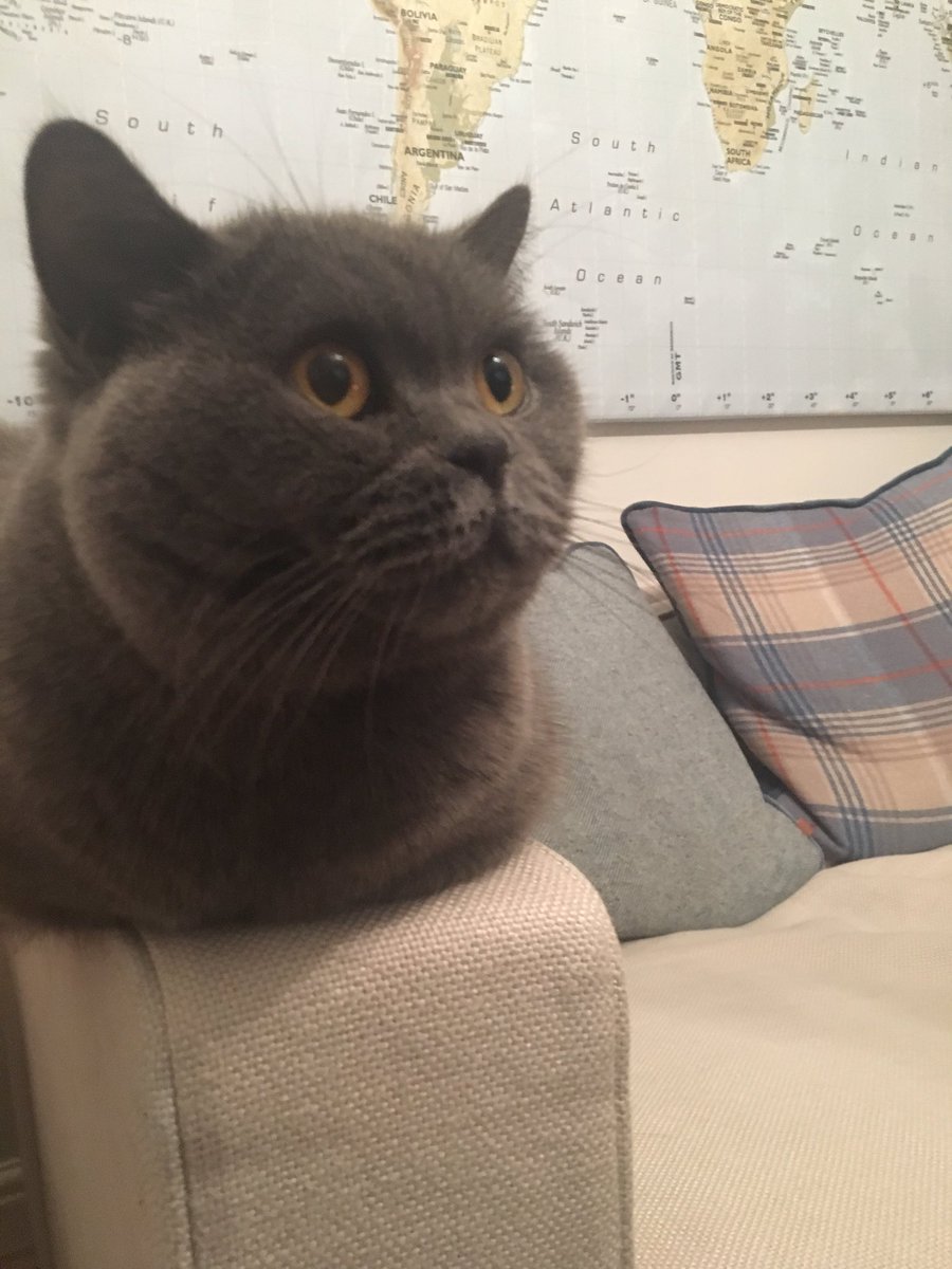 LLuncoolJ's tweet photo. Watching @BBCEarth #Dynasties She’s following every big cat move. Complete concentration. https://t.co/zelE8fP3Ma