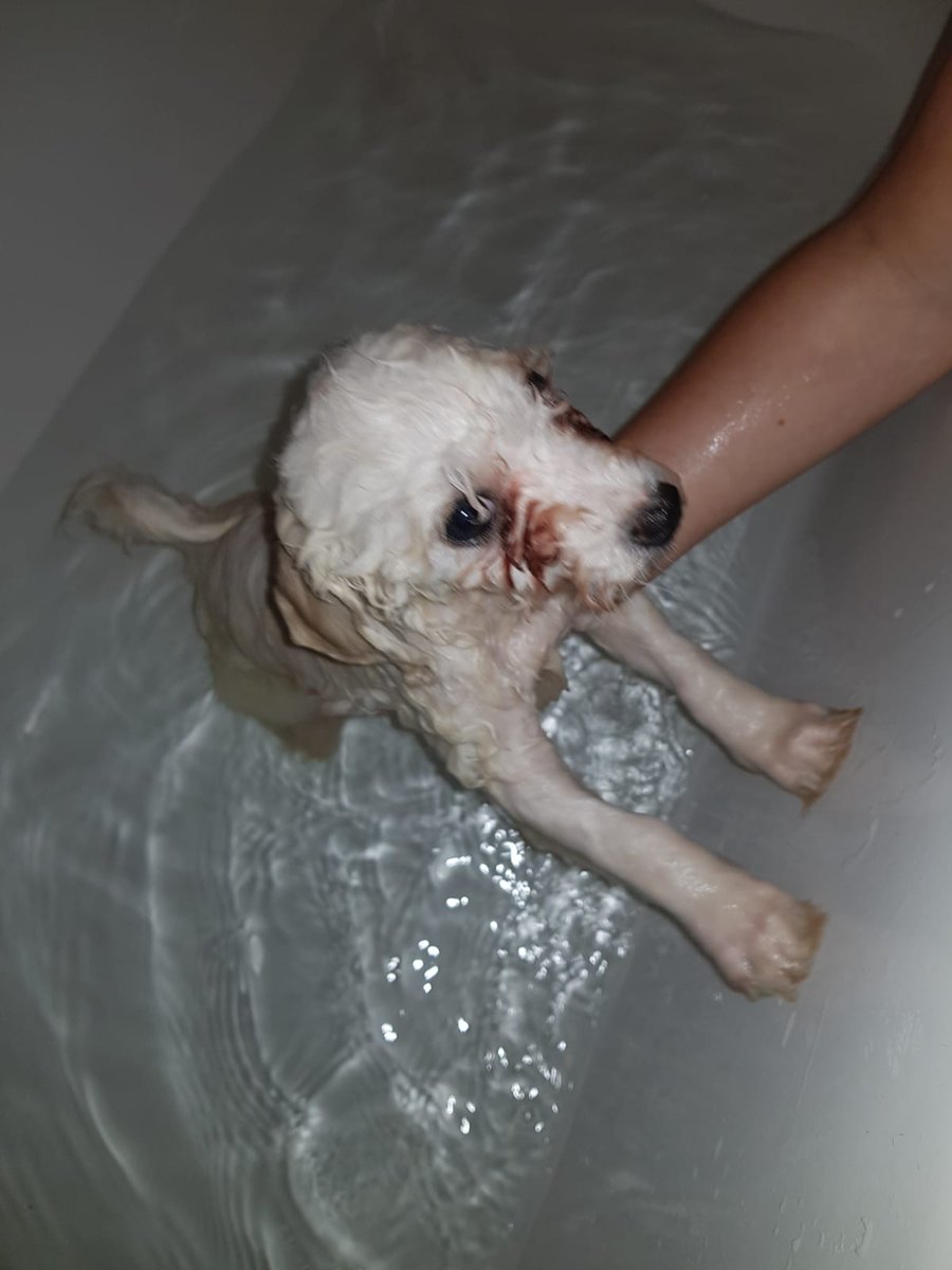 FriseBella's tweet photo. OK so this is the famous bath time then, thought you lot said it was relaxing! I think ive shrunk! https://t.co/PenIGur9hP