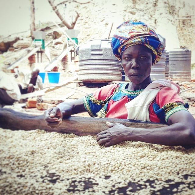 As DRC prepares for elections, coffee season continues in Ituri province. ift.tt/2TJBLr2