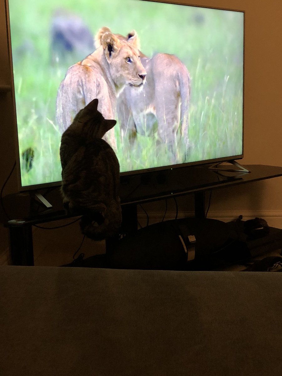 Just some little cats transfixed by some lions on TV