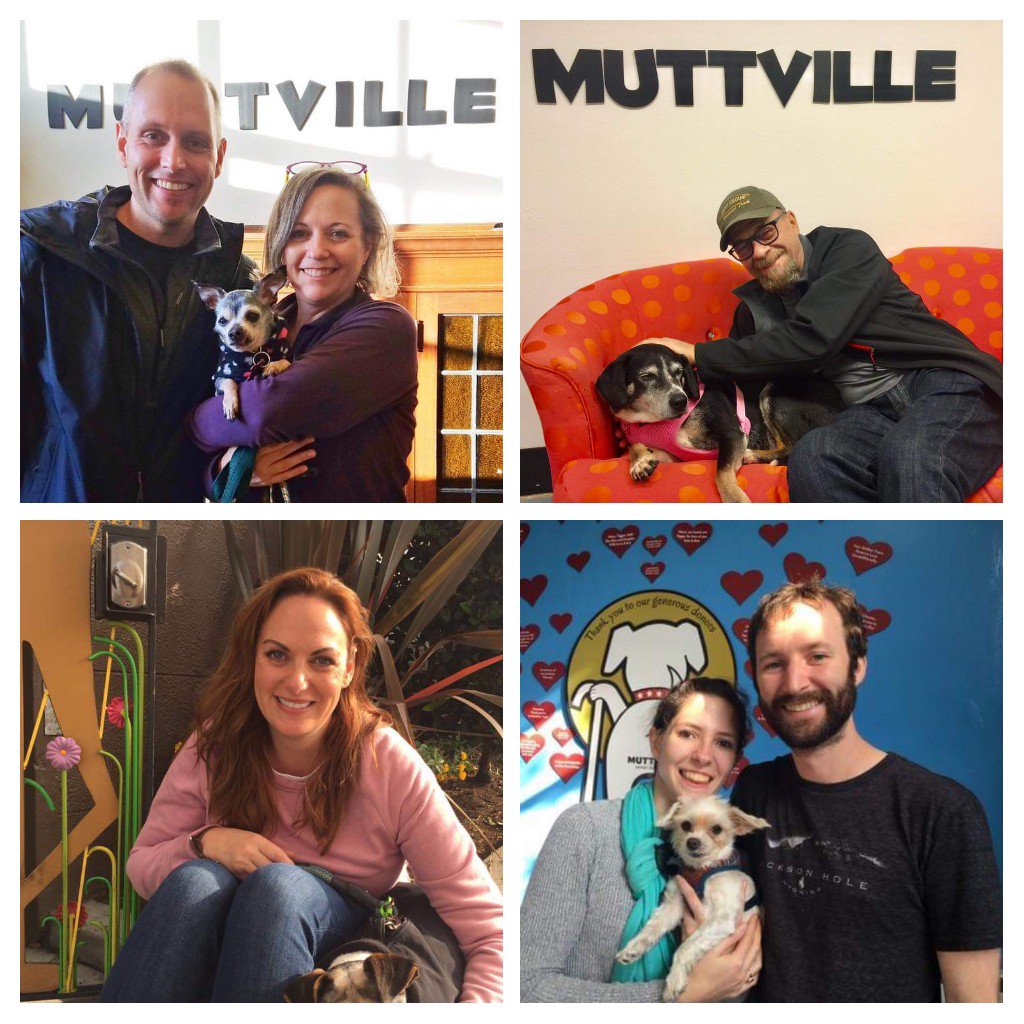 Muttville's tweet photo. Just a few of our awesome senior dogs adopted yesterday, these guys have been with us a while and we're so glad they have new families!! We wish you well,  Bob Seger, Myra, Scotch and Ghost! #AdoptDontShop #seniordogs #RESCUE https://t.co/sN2GYvezsJ