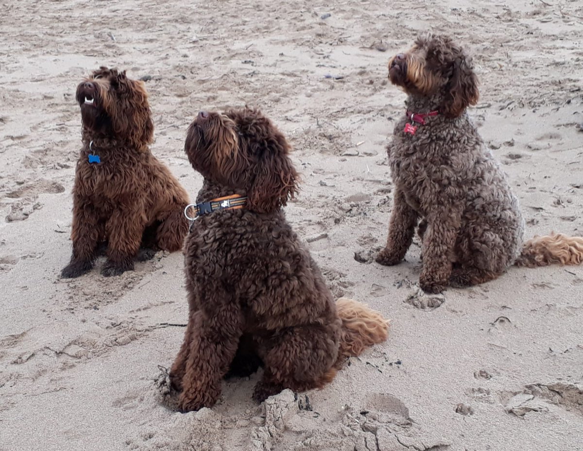 All present and correct sir!!! Fabulous to meet my half brother Brodie with Baxter at Broughty Ferry Beach. We had an #Australianlabradoodles ball!! #broughtyferry #dogshavingfun ☺️