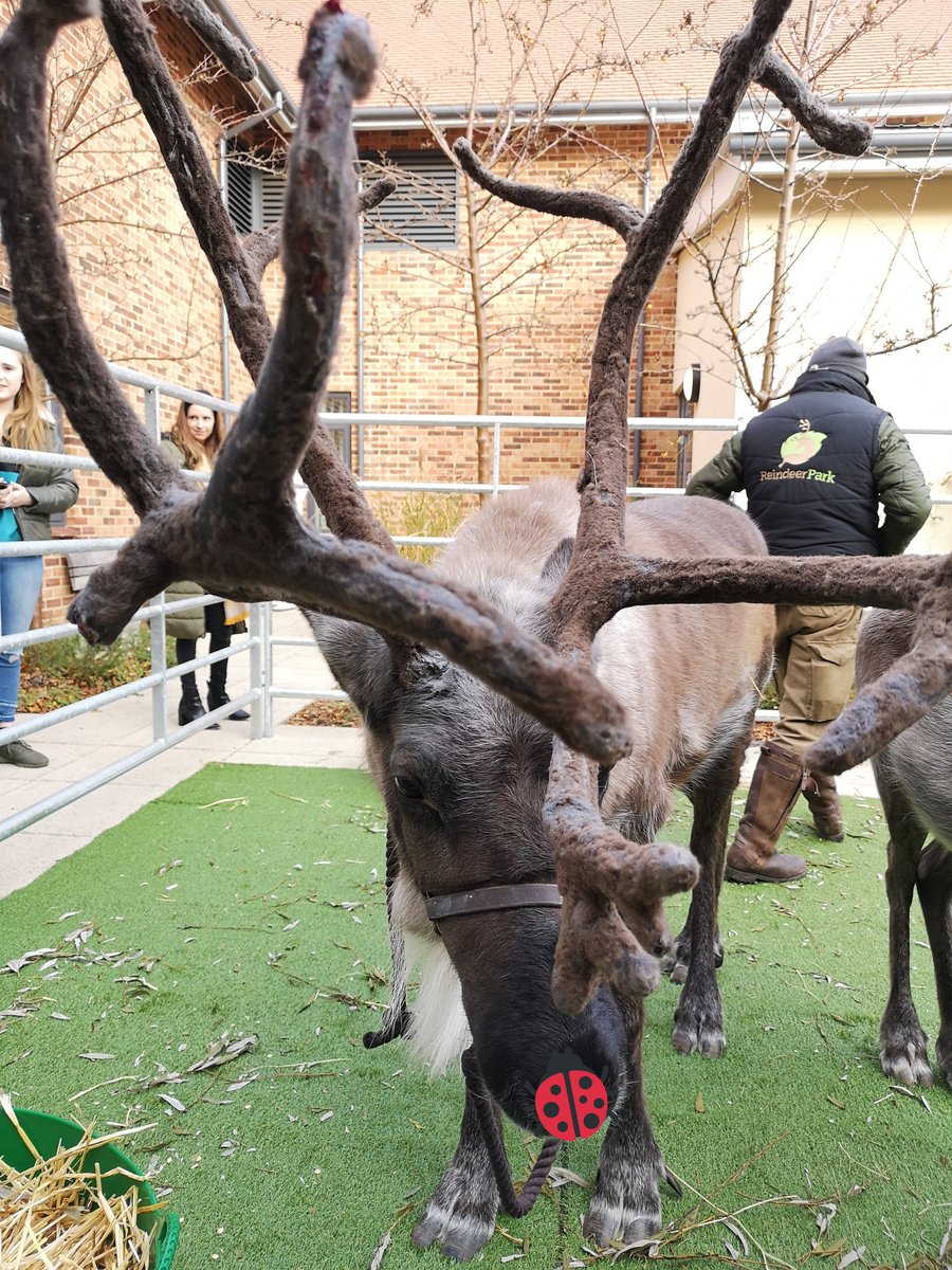 ItsJackSims's tweet photo. Seen Rudolph earlier 🦌 https://t.co/rLa73PEbWH