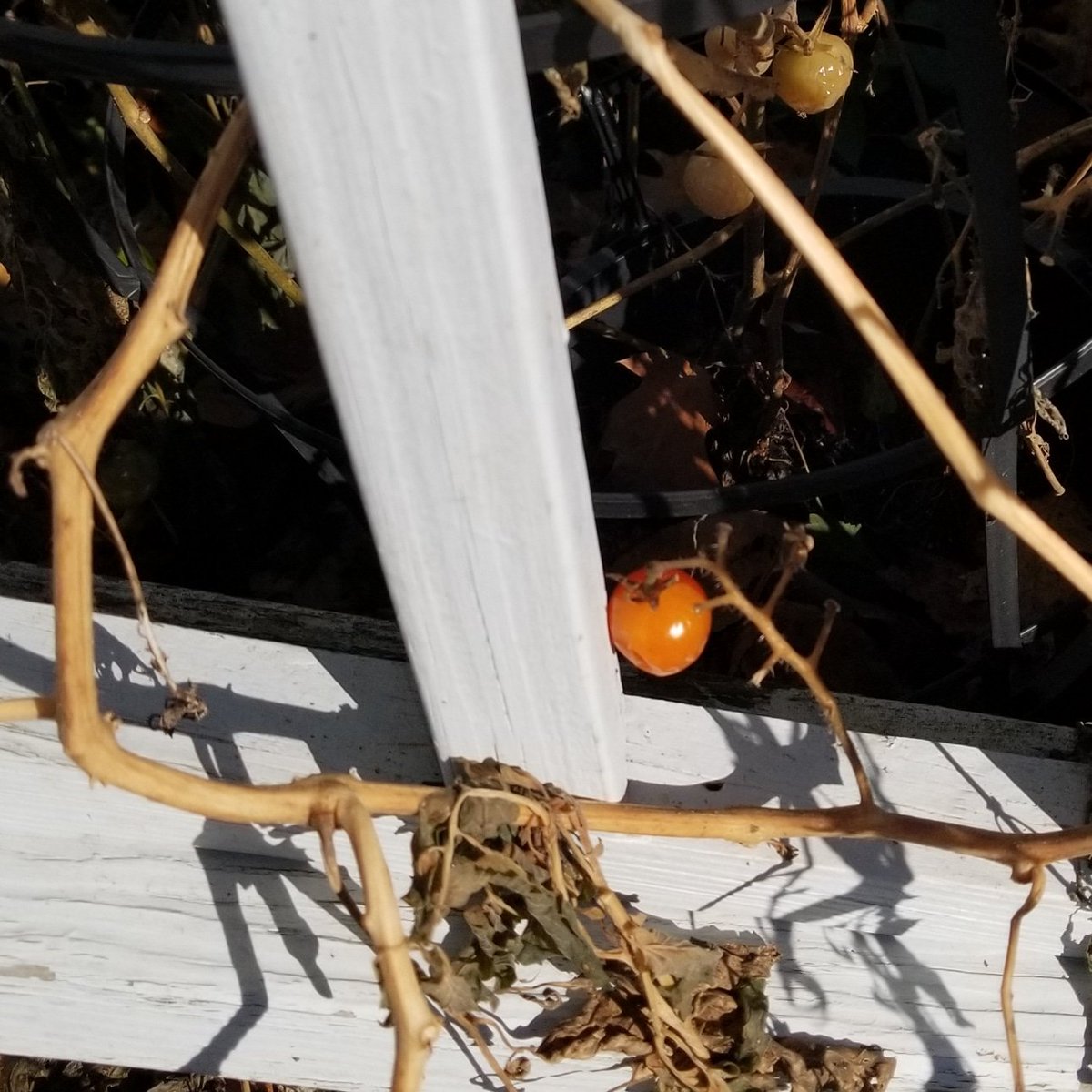 asjanetplanet's tweet photo. one little tomato saying "screw you Mother Nature" #mothernaturehasmenopause https://t.co/0YImuKcTtH