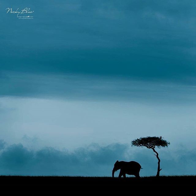 ElephantGifts_'s tweet photo. 🐘💖👏 breathtaking, great photo. .!! Credit :  @nickybluephoto -  Time for some color... “In Africa you have space…there is a profound sense of space here, space and sky.” Thabo Mbeki 💙🐘 👉For info about promoting your elephant art or crafts, send m… https://t.co/5W1rixa2Lp https://t.co/osi5VbhLvE