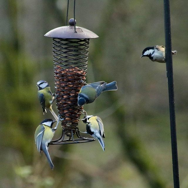gab_modes's tweet photo. Certainly was a hungry day for the birds 🐦
.
.
.
.
#bluetit #birdpotraits #birdphotography #rspb_love_nature #springwatch #thebritishwildlife #nature_brilliance #ok_animals #birdoftheday #animals_magic #exclusive_shots  #allmightybirds #instanature #birdextreme  #wildlifepho… https://t.co/p2JrPRoKKU