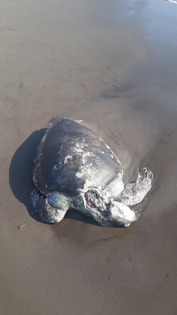 RA_arevalo's tweet photo. @MARN_SV  @alertux  @YoReportoSV por lo menis 4 tortugas muertas. Peces globo y otros peces muertos en barra de santiago. Sonsonate . https://t.co/mX0eTtuwiR