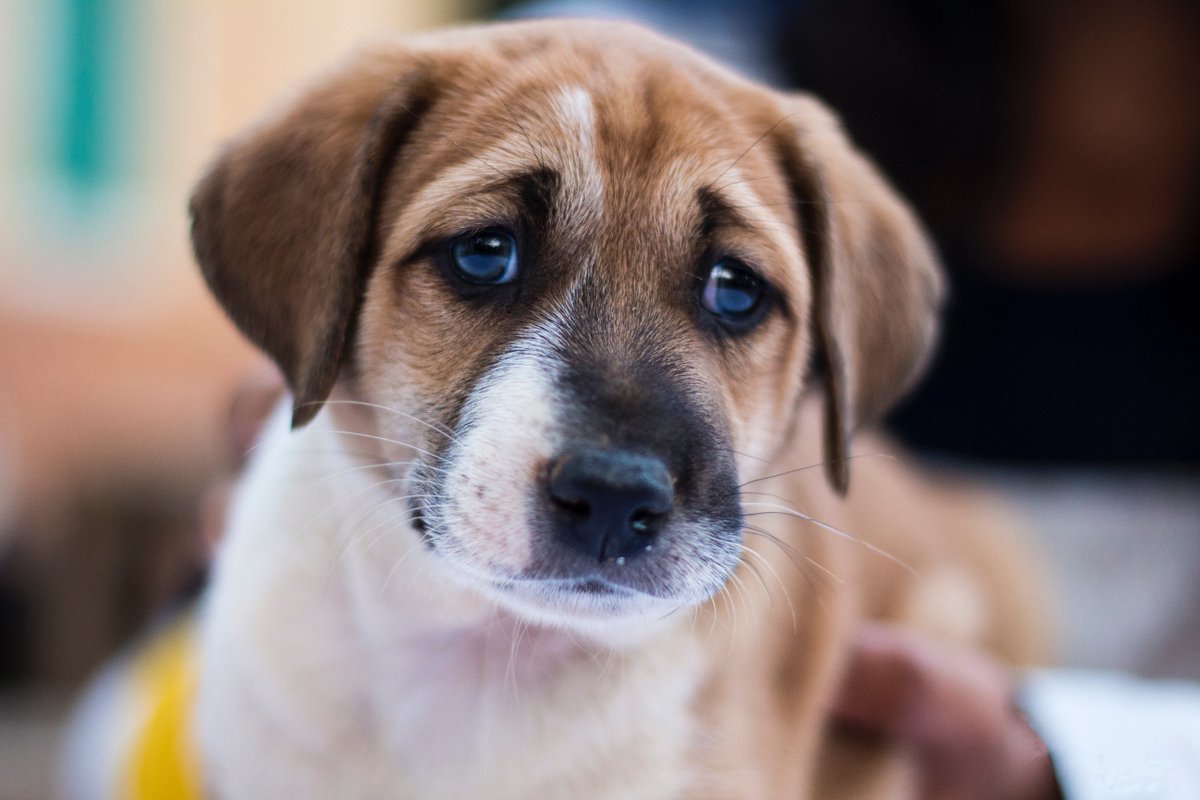 ColcordHotel's tweet photo. You won't get this look if you #StayColcord! Bring your furbabies when you stay and enjoy the @myriadgardens off-leash dog park just across the street!
#ColcordHotel #ColcordOKC https://t.co/uq35ENFmx8