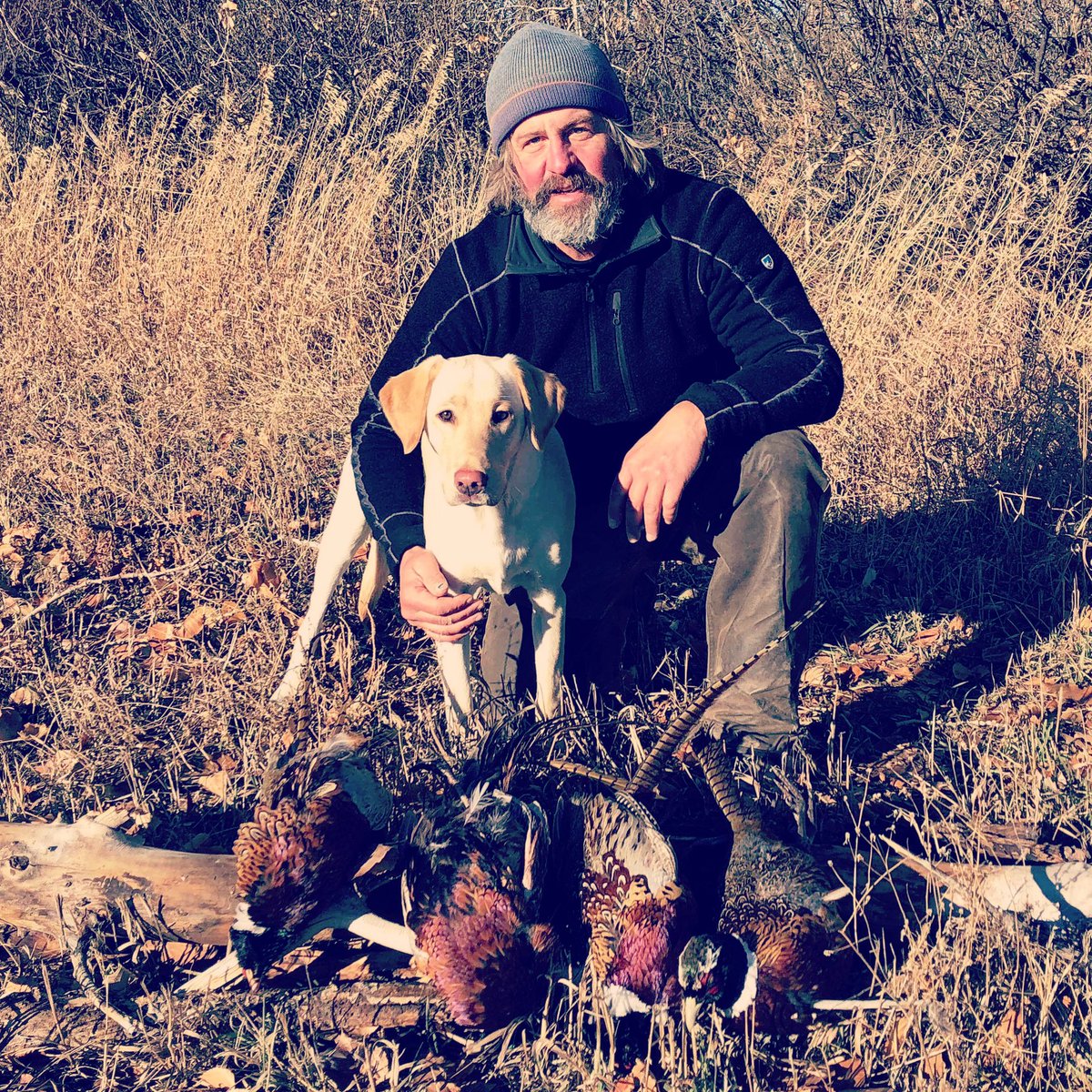 apgundogs's tweet photo. Rudy x Nahla yellow female, Piper having a great hunting season in the Big Sky Country of Montana. Thank you Mike and Sheri for the photo! #uplandhunting #uplanddog #yellowlab #labrador #retriever #hunting https://t.co/lnXOgAFhlE