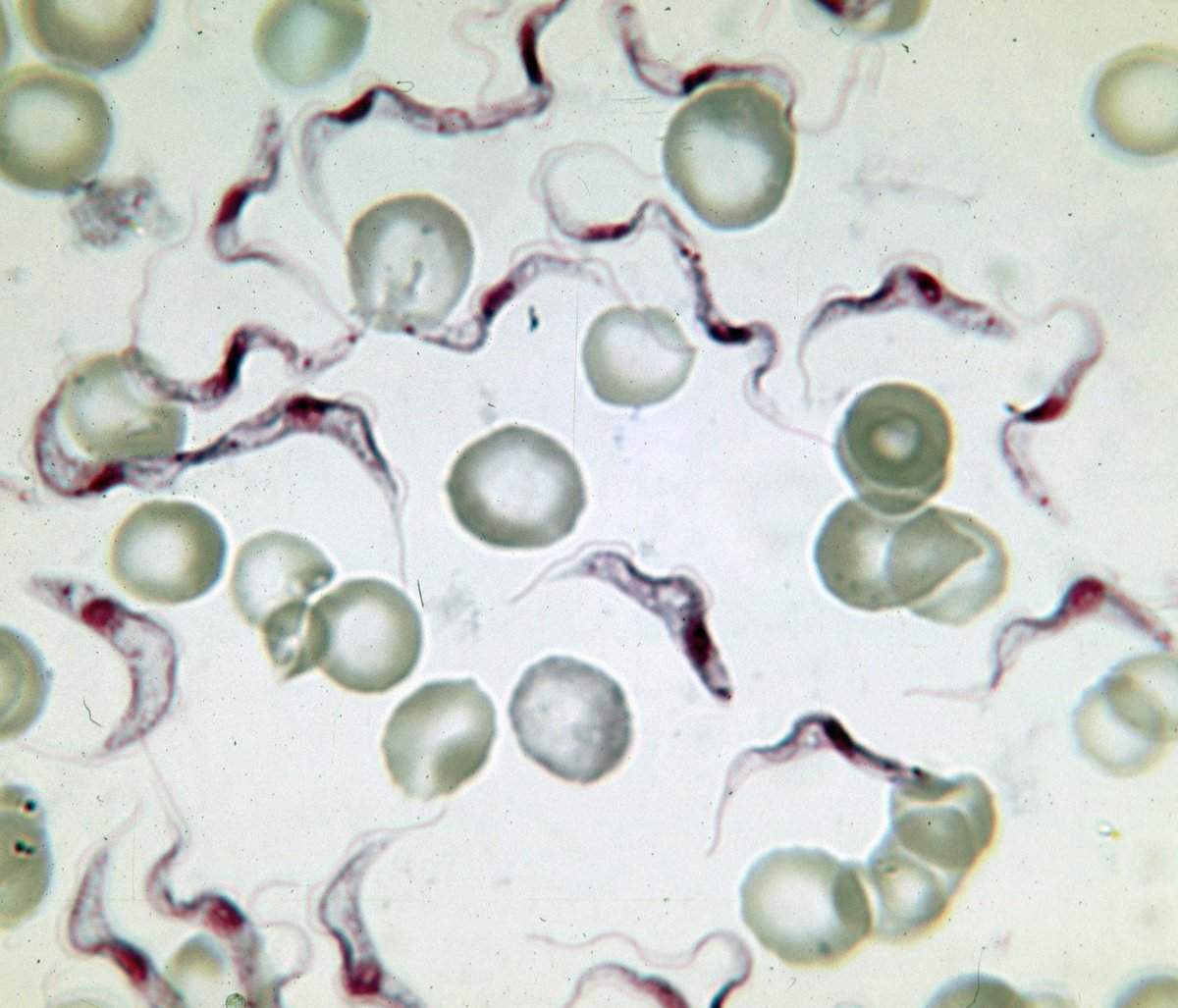 que parasito intestinal tiene ritmo circadiano que parasito intestinal tiene ritmo circadiano