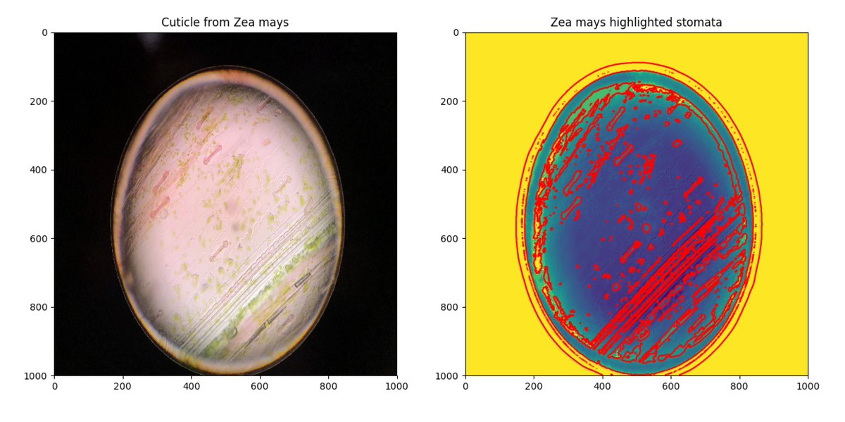 JoshuaTEStevens's tweet image. Making progress highlighting the stomata from my sweet corn (Zea mays) cuticle, a little more threshold tweaking and selecting for medium length contours should do the trick! #KSCBio #PhyteClub