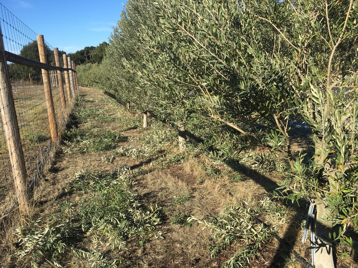 Taking a moment for some #popelouchum paradise, pruning olive trees.