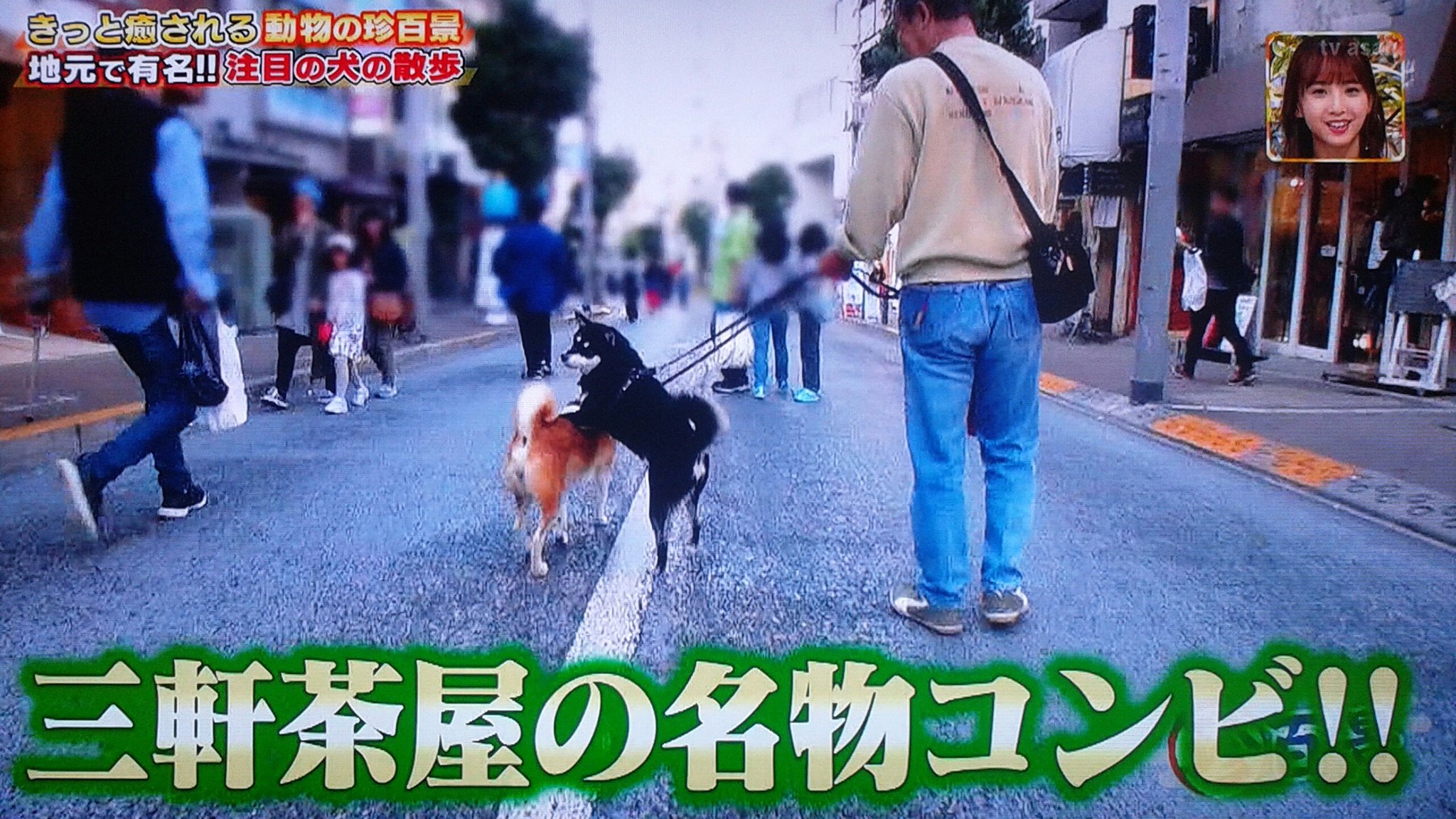 Park Lee Fromsetagaya 休憩する姿がカワイイ柴犬のホクト 遭遇して癒されたくなった ソラちゃんの表情もいい 三軒茶屋 ナニコレ珍百景 T Co A5ujlnfvz6 Twitter
