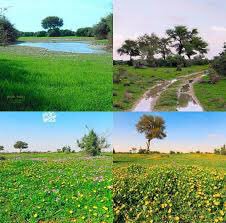 د. سعد بن سعيد tweet media