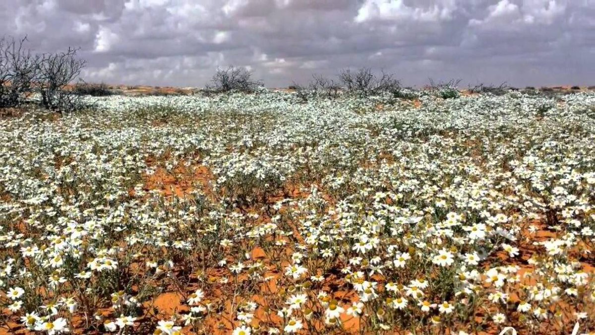 د. سعد بن سعيد tweet media