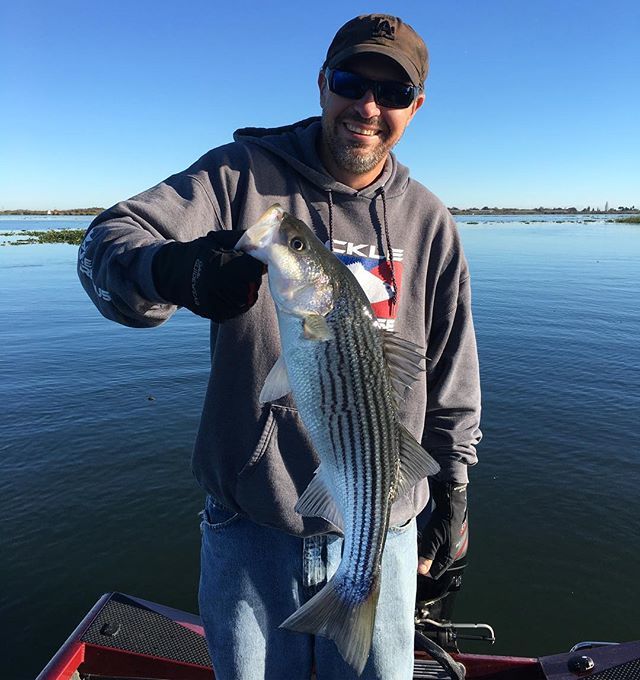 AnglingWes's tweet photo. Late November Delta lineside.  #fishsniffer #cadelta #stripers #striperfishing #daiwa #rangerboats #mudholecustomtackle #californiaoutdoors https://t.co/GIFsJbABVg https://t.co/PtxBSAo9Wp