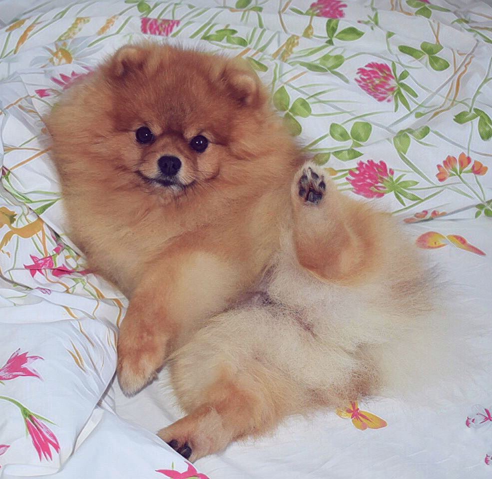 愚鈍 目覚めたらポメが添い寝してるorポメ達に襲撃され目覚める どちらも捨てがたい ｺﾞｸﾘ