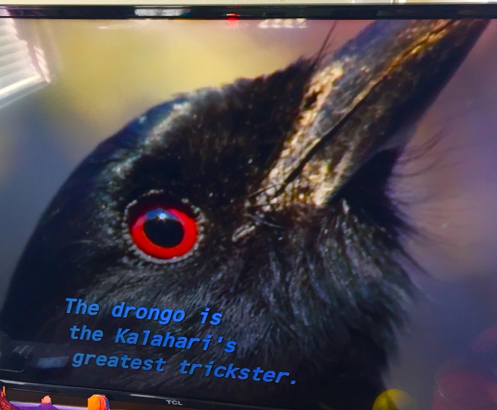 OptiMysticMind's tweet photo. Was seeing a BBC documentary on Africa &amp; realized a striking similarity b/w 2.0 bird &amp; this Drongo, esp the jet black color &amp; bloody eyes. Probably a mix of eagle &amp; Drongo ? Or am I only thinking abt the movie 24 x 7 ? 😉@shankarshanmugh  
#Thalaivar @MrIanMalcolm https://t.co/Xz2a3Iyc3X