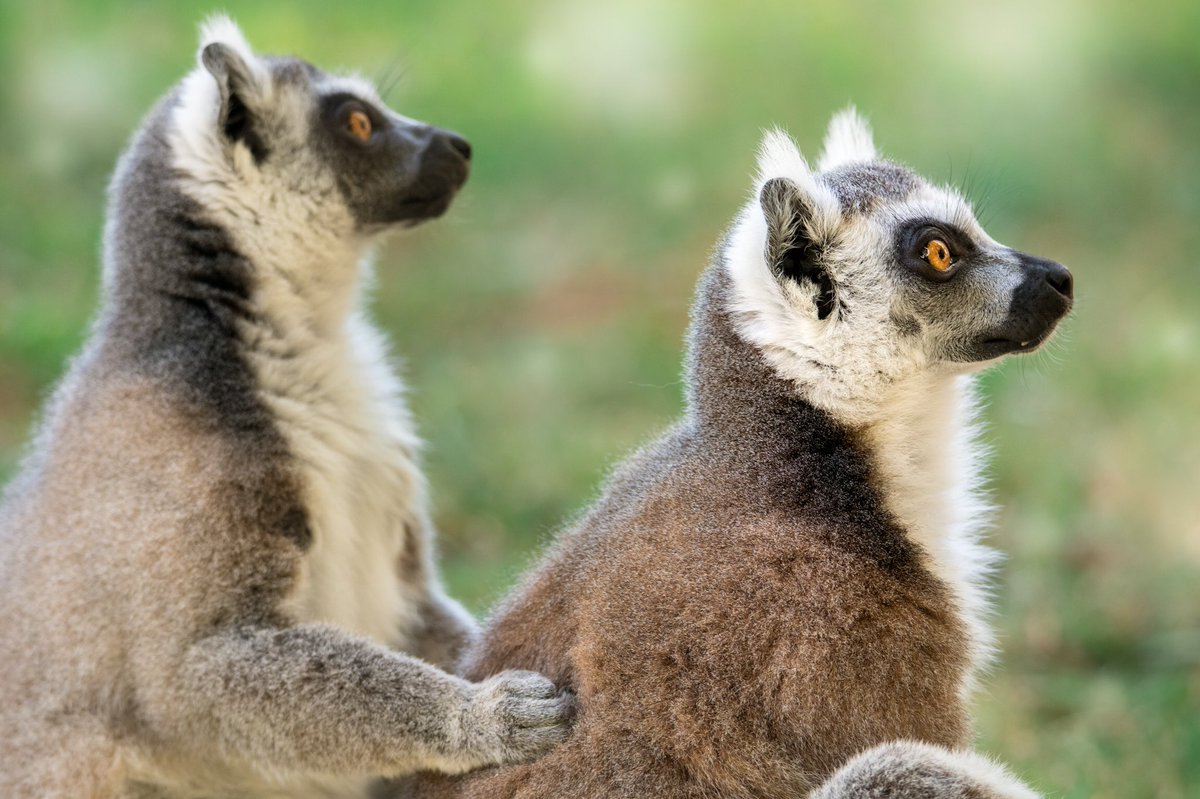 Australia Zoo On Twitter Lookout For The Next Episode Of Crikey It S The Irwins As We Welcome 7 New Ring Tailed Lemurs To Our Australiazoo Family And Give An Alligator Snapping Turtle A