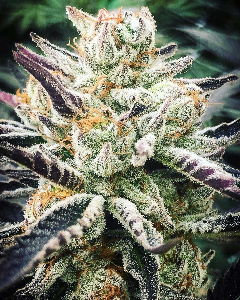 EQGenetics's tweet image. Chocolate Malawi (Chocolate Hashberry x Heirloom Malawi) grown and photographed by The Lonestar Company. 
#thelonestarcompany #mendocino #eqgenetics #chocolatemalawi #chocolatehashberry #heirloommalawi