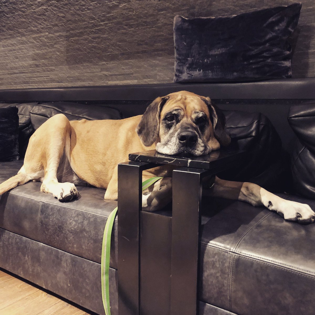 MorganMastiff's tweet photo. Just resting my head. Nothing to see here 🤣🤣🤣 @Kimpton #ink48 #kimpton #citydog #nyc #rufflife #mastifflife #boss #queen #couchpotatoes #dog #bigdog #bigdogproblems #thestruggleisreal #dogsoftwitter https://t.co/ebW7gNxo28