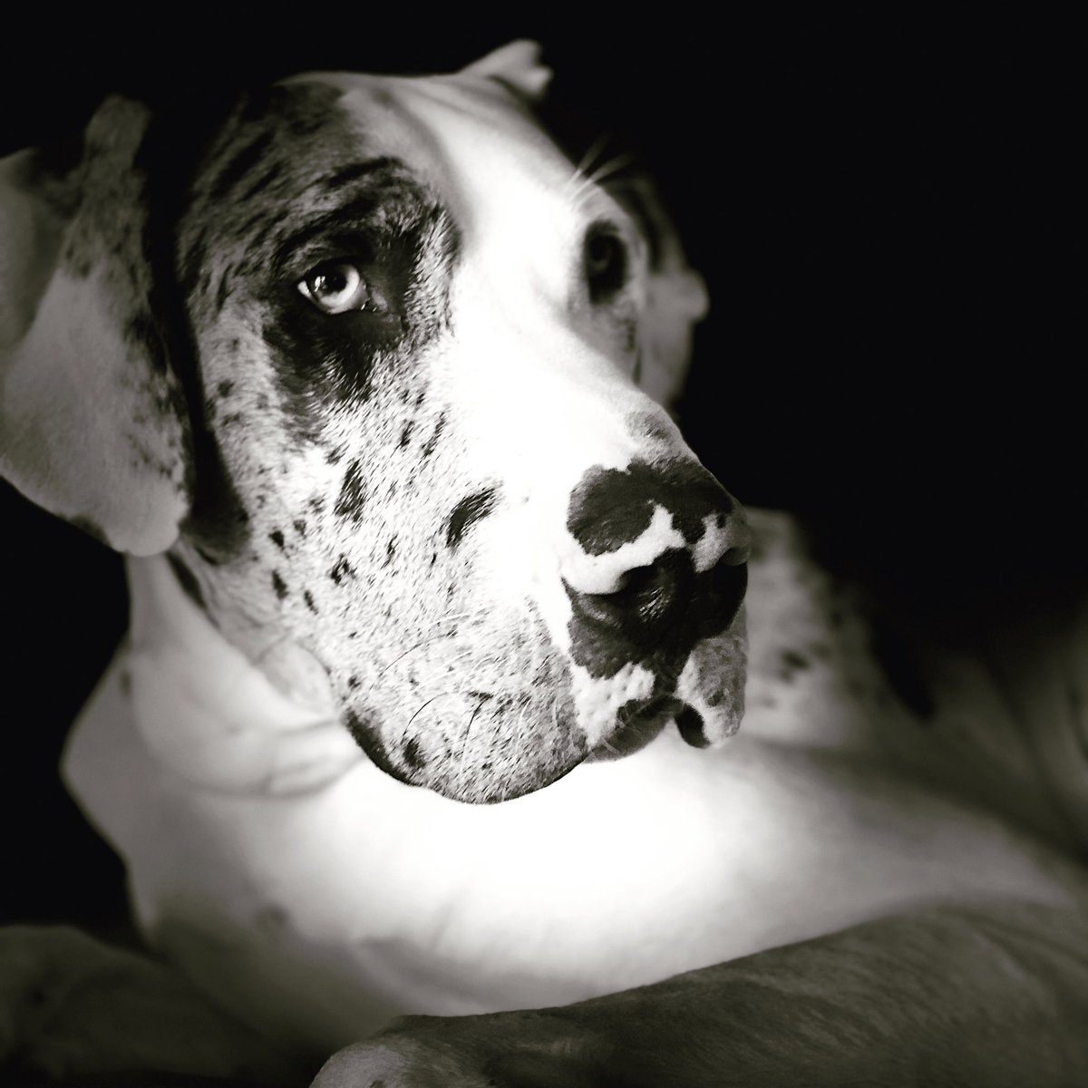 TupperTheDane's tweet photo. Mama @STennyHalliday is tryin’ to get all fancy with her photo skills. All I know is that I better get treats for being this handsome!
#😂🐾
#dapperdane
#greatdane
#mamasboy https://t.co/jTfSboZrDN