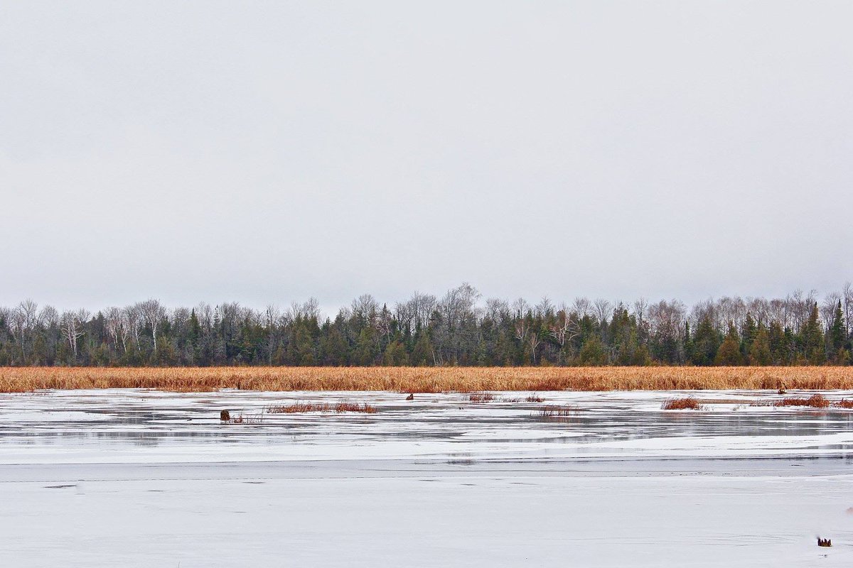 DowneyLaurie's tweet image. A trek through Ken Reid Park today. #novemberdays #thegreatoutdoors #kawarthas