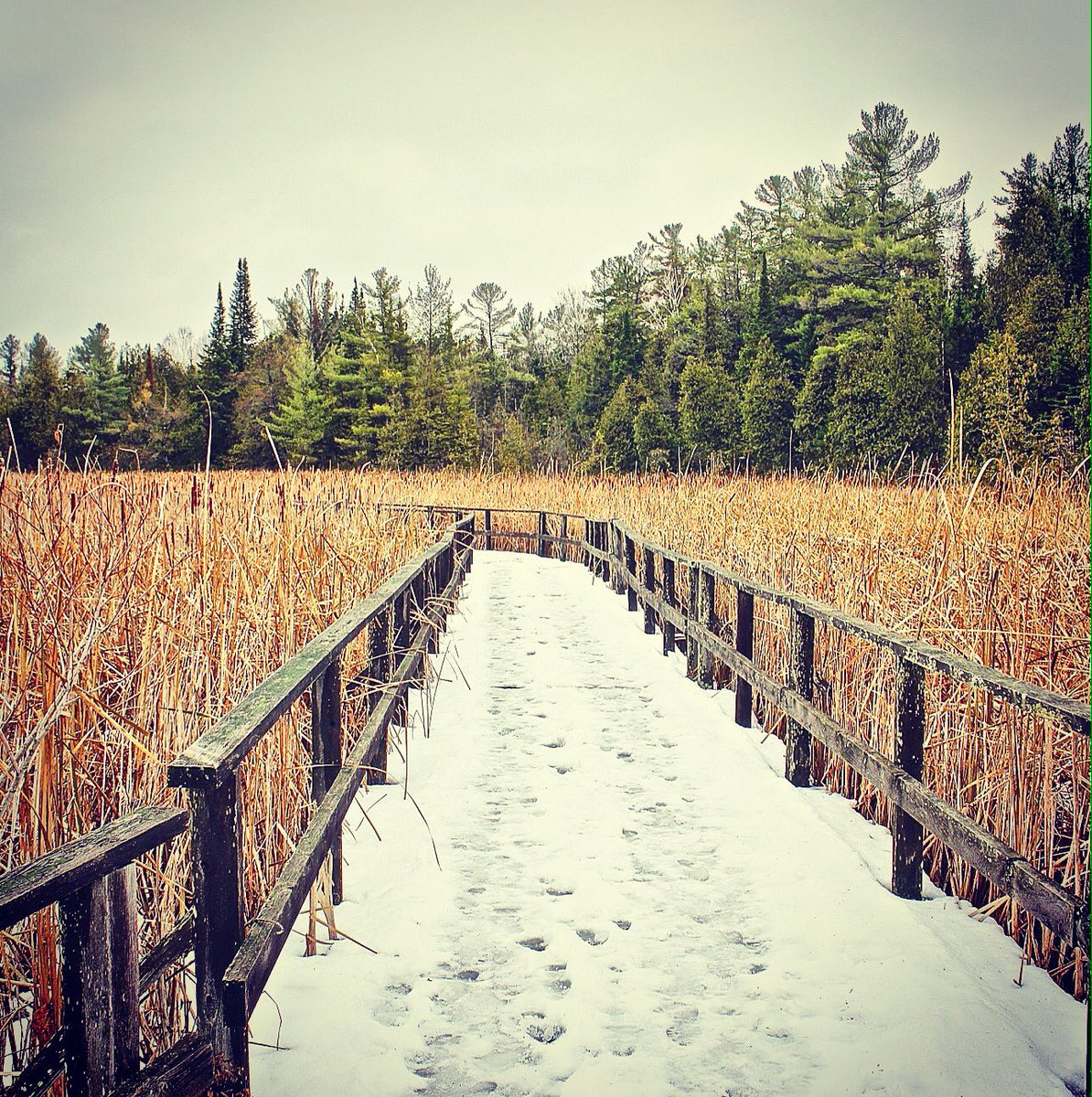 DowneyLaurie's tweet image. A trek through Ken Reid Park today. #novemberdays #thegreatoutdoors #kawarthas