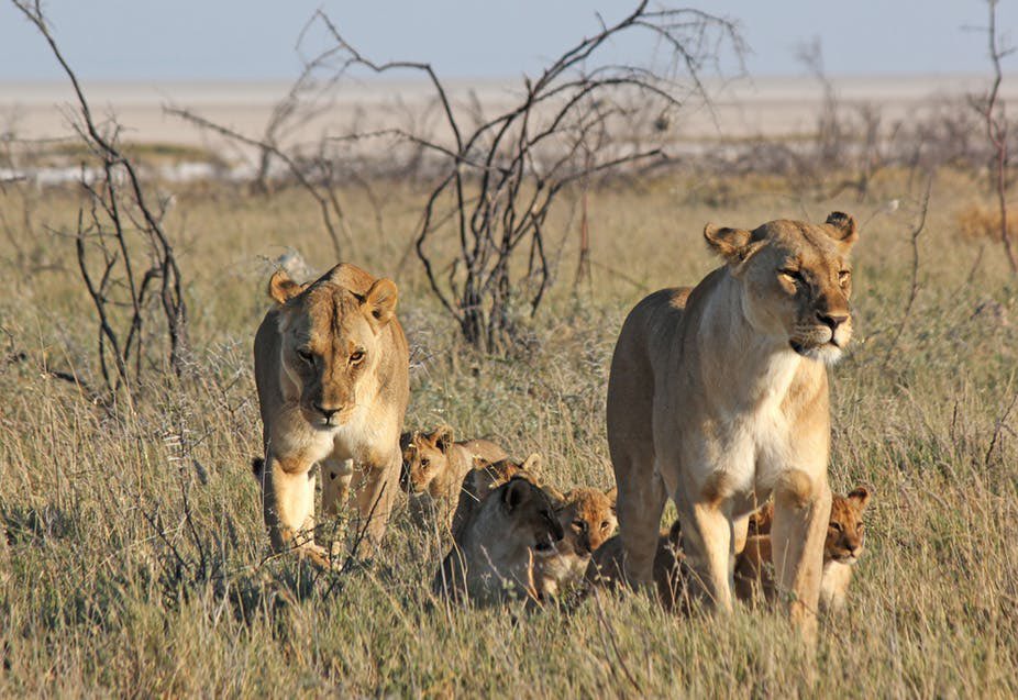 Stop worrying about #brexit. Send a few quid to save the worlds wildlife. #bbc #dynasties too much emotion for a Sunday evening! 😢