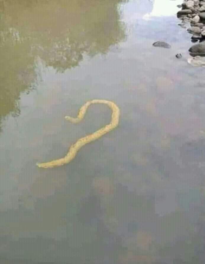 Bisa gak putus gitu, ngedennya pasti  stabil, kontinu, dan nafas panjang.....