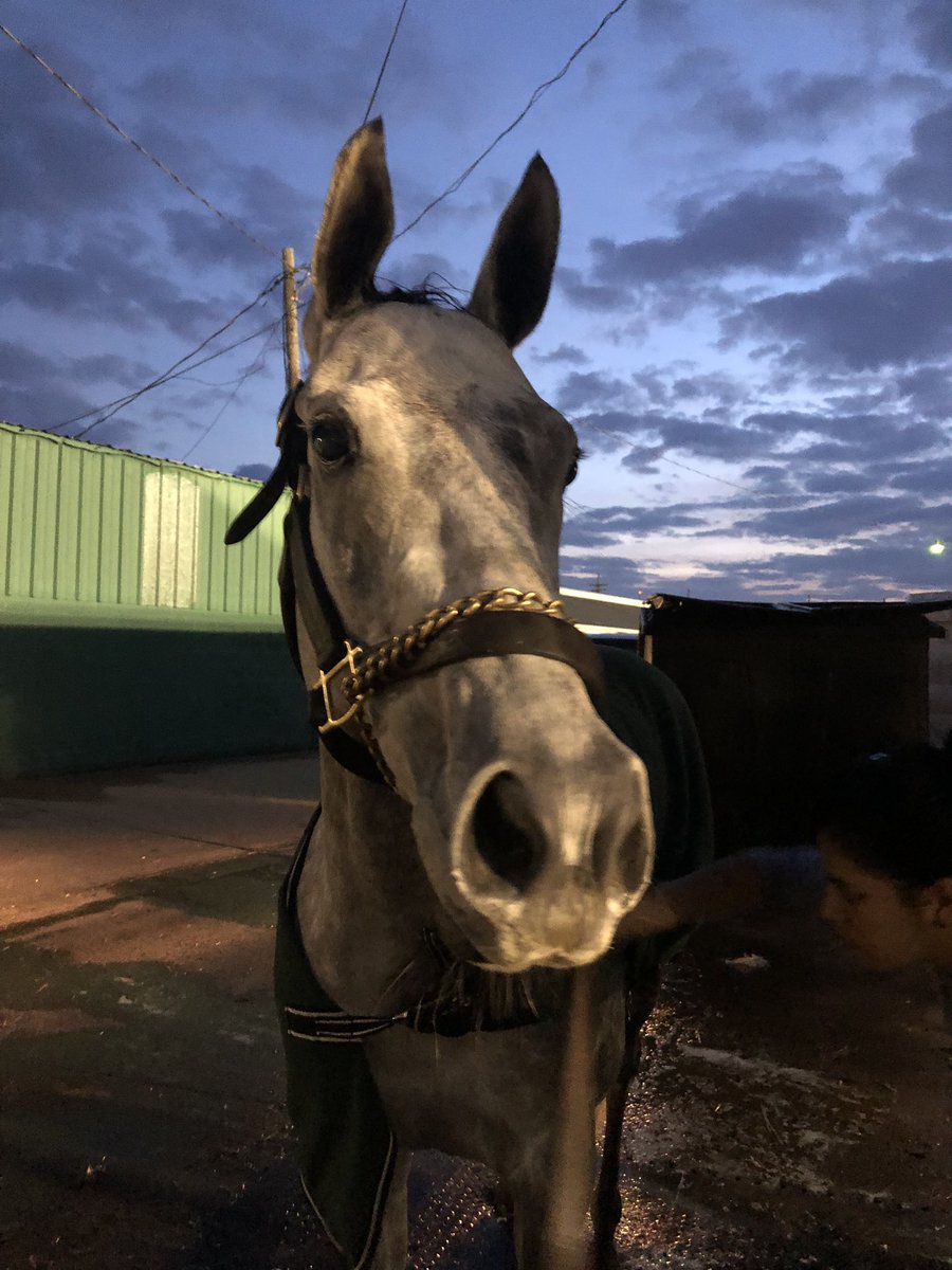 jkritson's tweet photo. La Dame Blanche taking in her first view of the track this morning before going wire to wire this afternoon. Congrats to all involved and thanks to everyone in KY for getting her ready 🚀 #littlegreyflyingmachine #offtoagoodstart https://t.co/YghaSQnJ2v