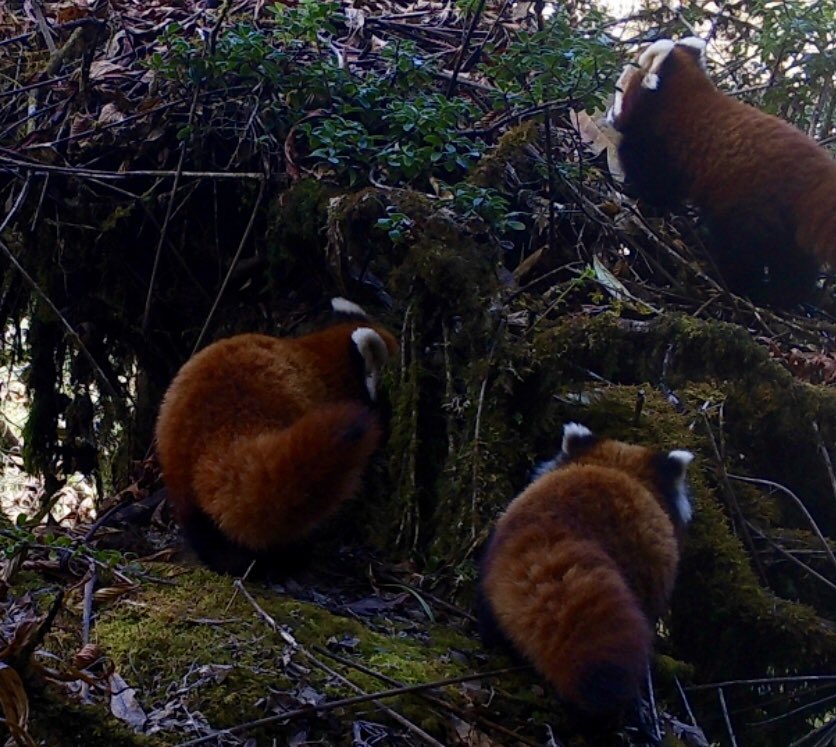 Darwinnernz's tweet photo. Whatโs cuter than one young red panda? Red panda triplets! @SonamTaC camera trapping @LincolnUniNZ thesis research in Nepal has found out plenty about mammal diversity in east Himalayas but this is the one image to rule them all! https://t.co/8TRRkkNzcb