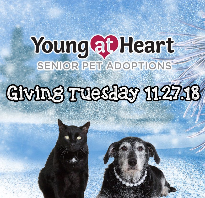 youngatheartpet's tweet photo. Our goal for #GivingTuesday is simple-save more lives in 2019. With our adoption center for senior pets opening this spring in Woodstock, IL, we'll have more opportunities to save senior pets in need of a 2nd chance. But we can't do it without you! DONATE: https://t.co/oMDVQG70Cp https://t.co/hRzgefiwNc