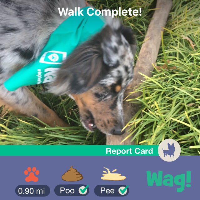 Autumn_R_S's tweet photo. Look at this handsome guy! Just finished a dog walk on Wag! Use my link https://t.co/6DOT5us11B for $25 of FREE Wag credit! https://t.co/MdRtNcutBD
