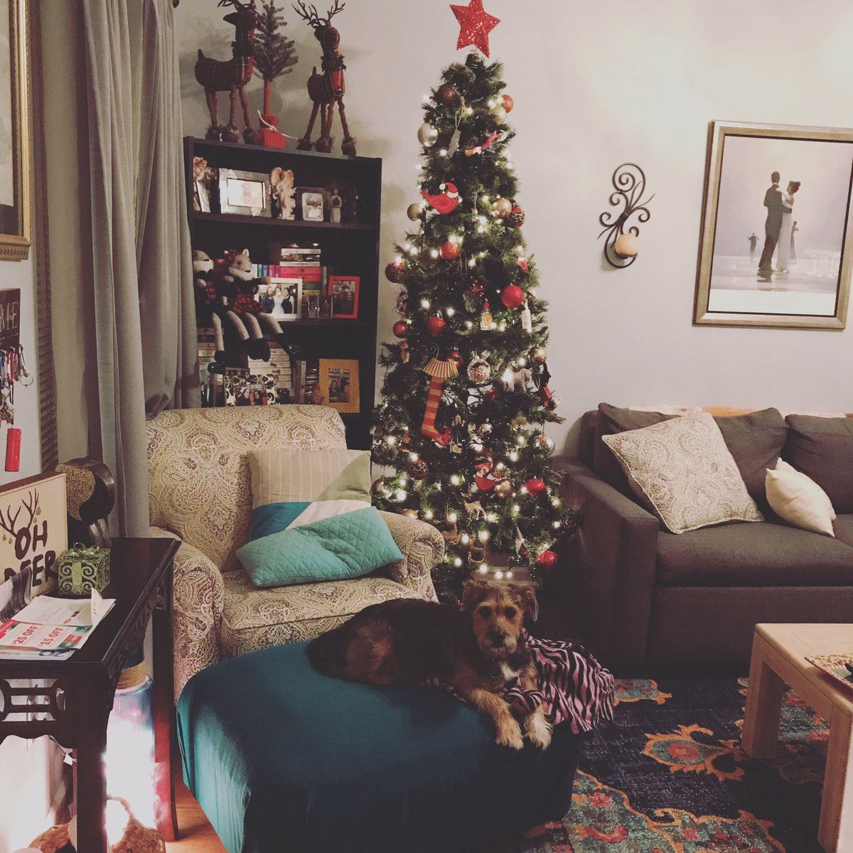 shan_richard's tweet photo. Tree is up and lights are on. Ready for tonight’s viewing of #AChristmasPrince. And so is Teddy. He’s a sucker for a good romcom. #dogsofinstagram #teddsters #christmastree #happyholidays #christmasflixandchill https://t.co/gN0pFSP4cq