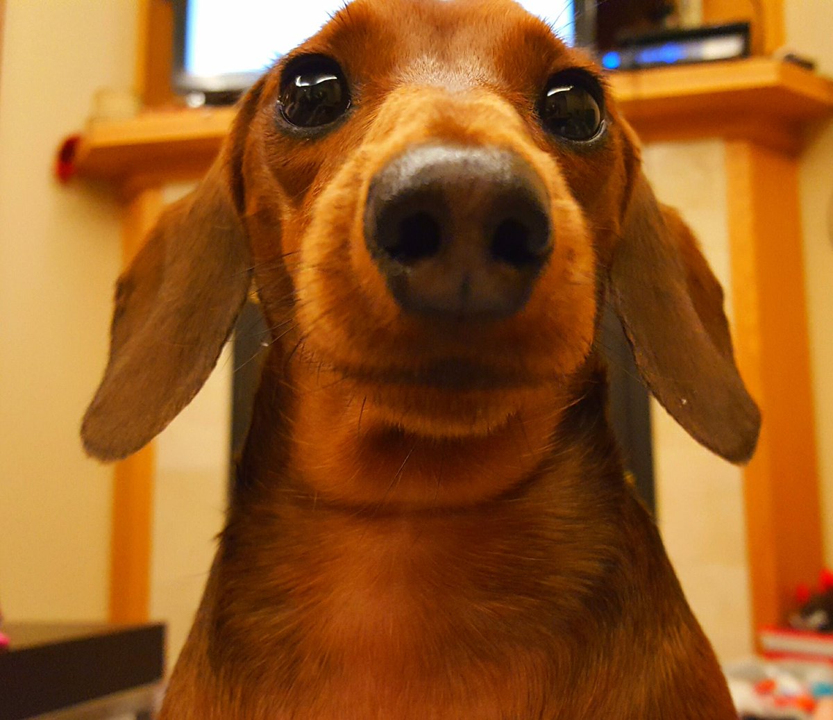 kalindadoxie's tweet photo. I tink I overdid it a wittle wif da celebwation num-nums, you guys... 🤣 #chunky #cameraanglesmatter #DogsOfTwitter #dachshund https://t.co/IA8XZAL6IQ