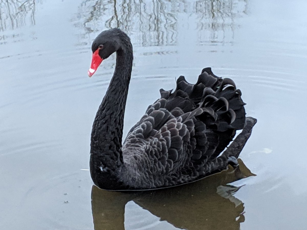 BackyardBirdla1's tweet image. Saw the Black Swan in North Tonawanda again today. #birdwatching #birds #Buffalo #northtonawanda #BlackSwan