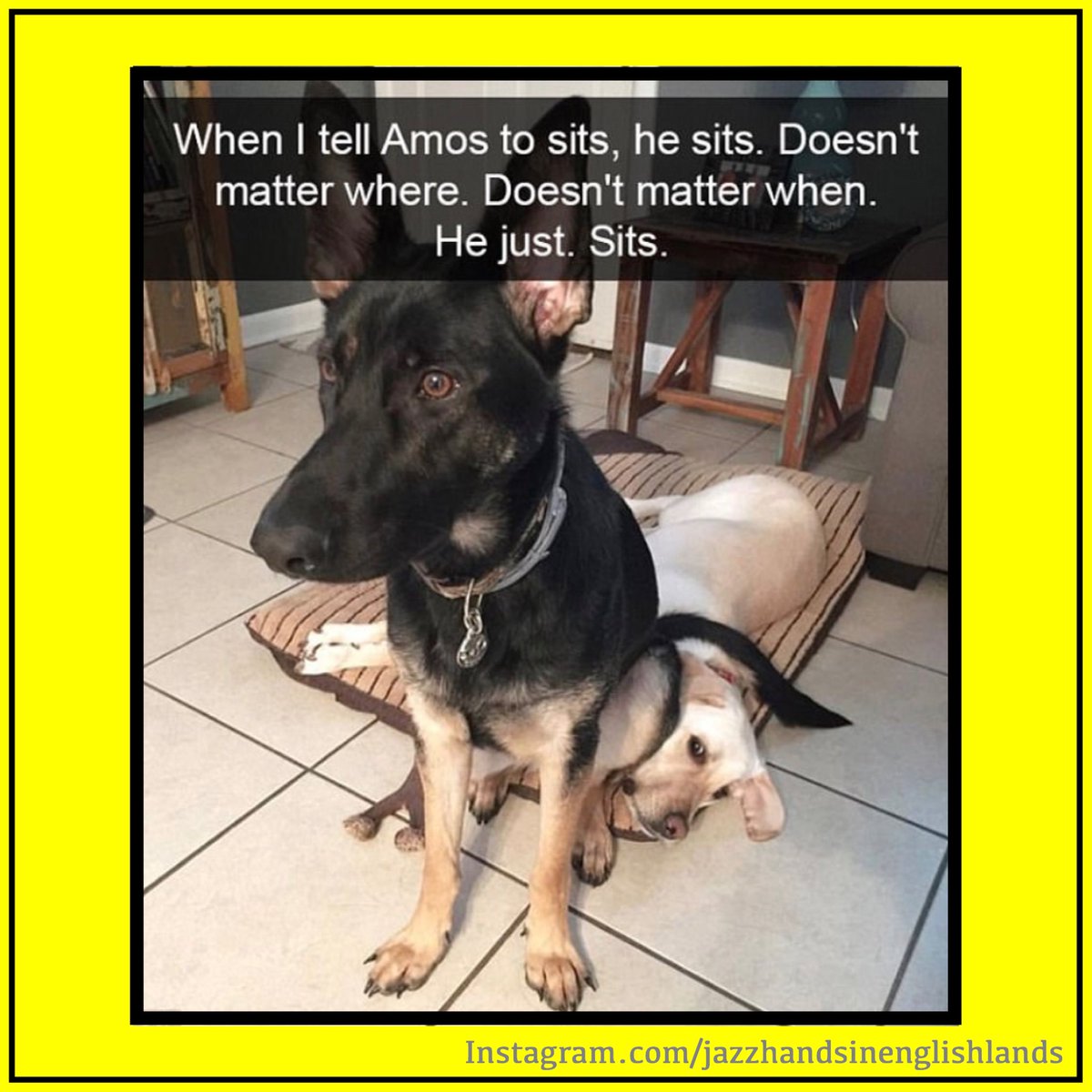 jazzhandsjokes's tweet photo. Their faces 😂

#DogFan #DogJokes #DogLovers #Dogs #DogsFacialExpressionsAreEverything #DogsLife #DogsRule #ForTheLoveOfDogs #FunnyAnimals #FunnyDogs #HisLittleFaceTho #HesLovingIt #ThatLittleFace #ButterWouldntMelt #DogMemes #OopsSorryAboutThat #CheekyBugger #HeKnows @P_Wicks01 https://t.co/gP7urGR2xh