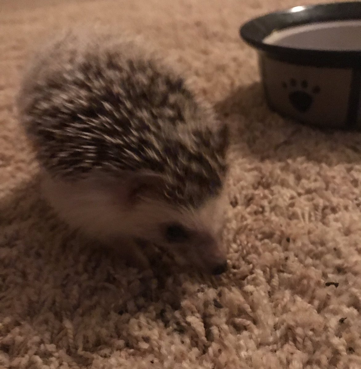 realTimHedgehog's tweet photo. https://t.co/7W9KwwbvHz