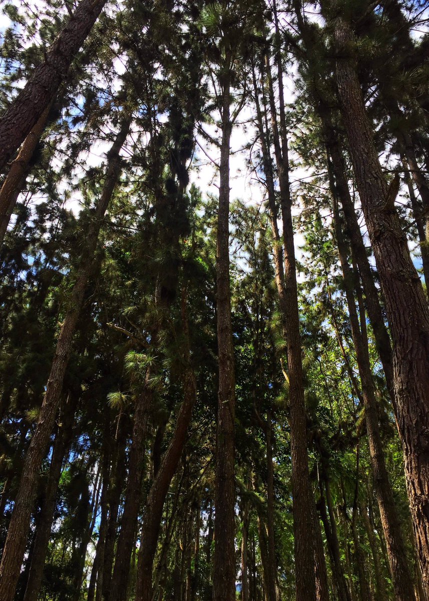 EdenDavao's tweet photo. Believe in the power of nature because nature is cheaper than any therapy. 

Have an awesome week nature lovers!

#ILoveEden
#naturephotography https://t.co/JFdLdArx8y