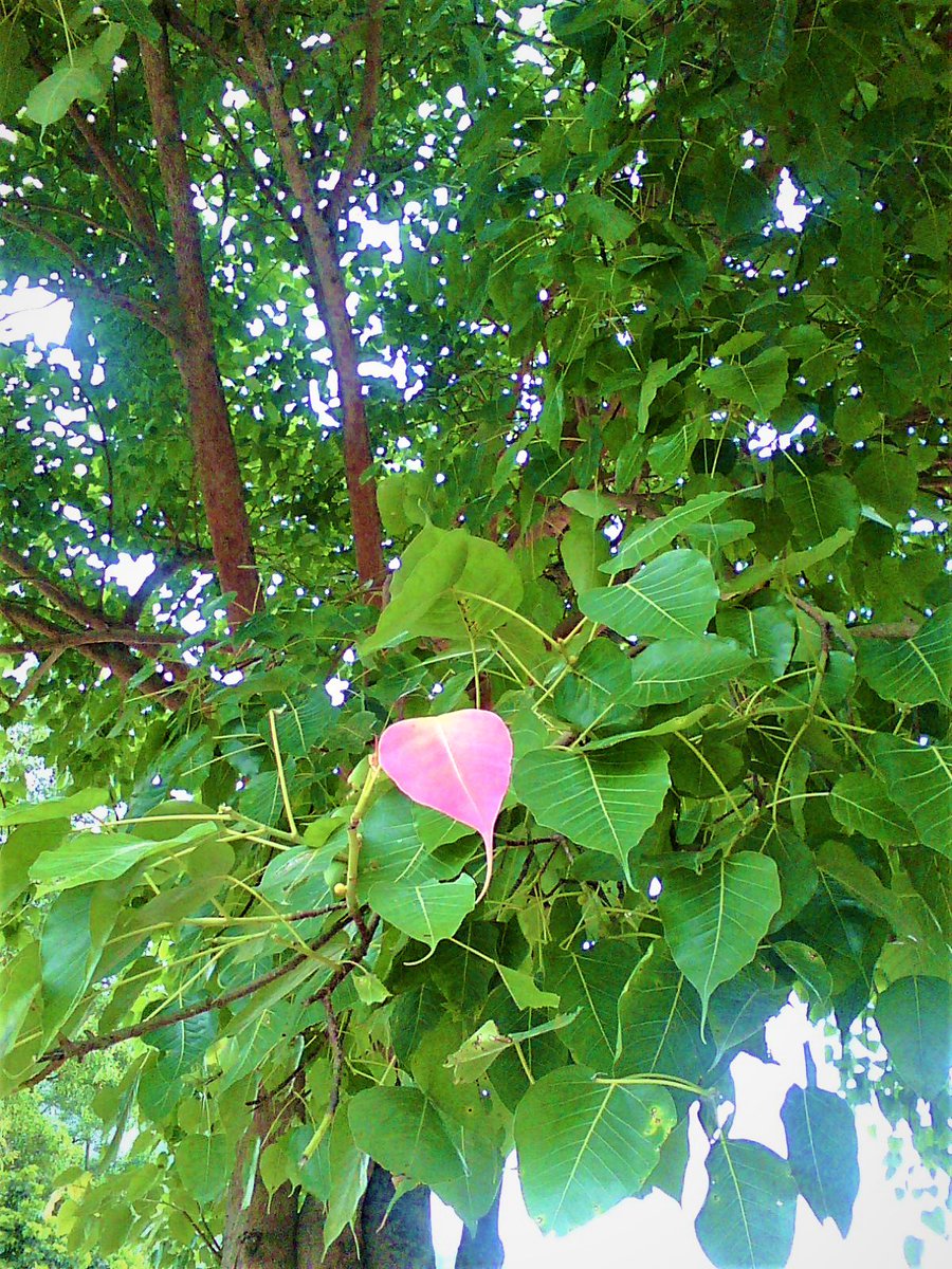 sunlee353 tweet picture