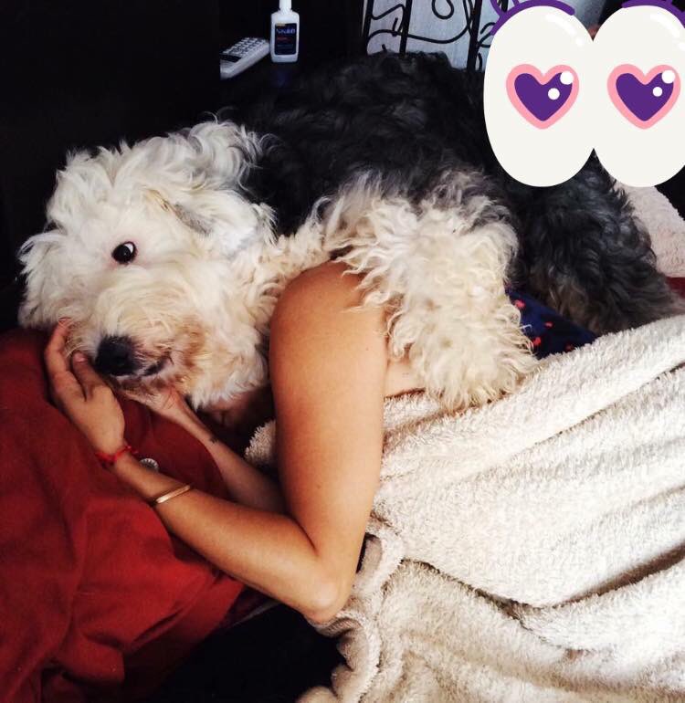 janetofit's tweet photo. Mi bendición 👶🏻😂🐶 mi bebe el mayor Mauricio
#viejopastoringles #motivation #fit #bobtail #fitness #gymlife #puppylove #fitgirl #flex #instafitness #gym #trainhard #eatclean #dogmama #focus #dedication #strength #ripped  #fitnessgear #muscle #shredded #squats #glutesworkout https://t.co/GEqipjL9Q4