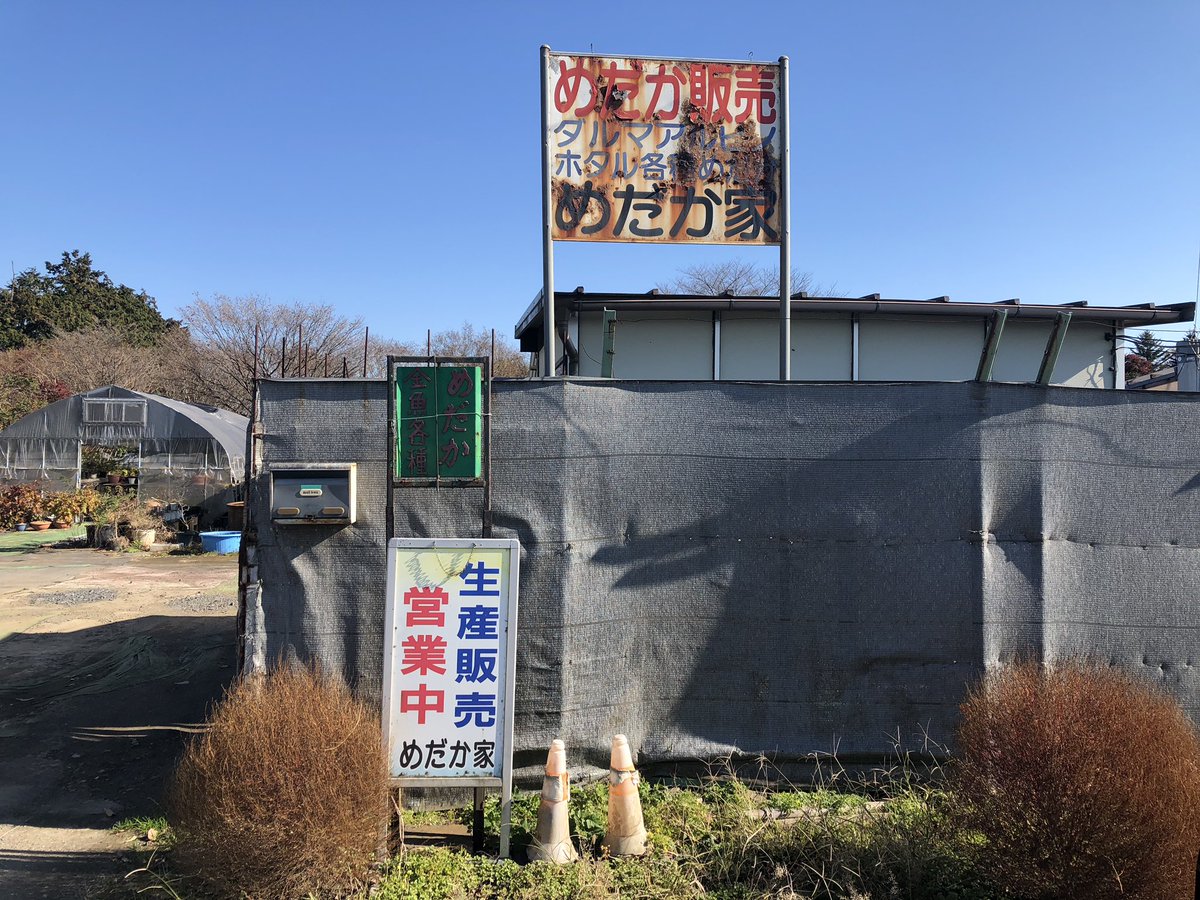 KobutuS's tweet photo. 栃木県のメダカ家って所に行ってみた！
嫁が選んだのが宝鱗無双で自分で選んだのが魔王ってメダカ！
家に帰って気づいたけど、両方とも同じようなメダカだった。。。

5匹3500円で1匹オマケしてくれてた！
次は三色錦っての買おう！

#めだか家 #魔王メダカ #宝鱗無双 https://t.co/E8W2mmtMB5