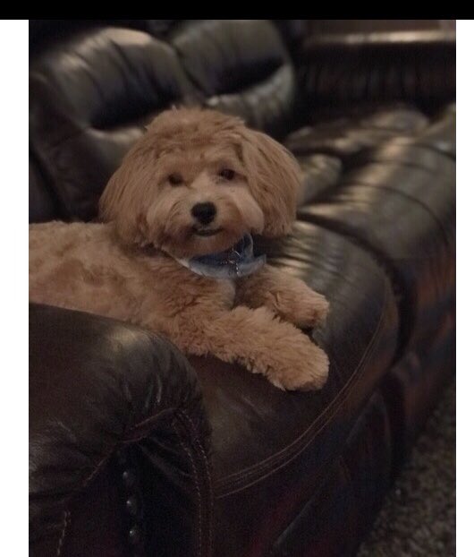 Watch_MeDogs's tweet photo. Don’t let your little fur baby hold you back on holiday shopping! Schedule a appointment today! #furbaby #WatchMe 🐕🐶🎁 JH https://t.co/7JEU77aMIO
