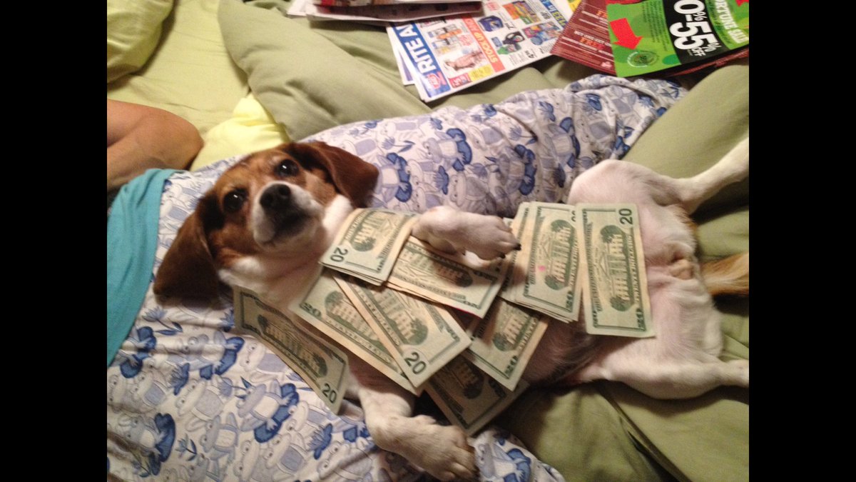 DavidEnglander's tweet photo. The best Beagle, friend, and sister a man could ever have. I’ve been lucky enough to have two dogs be the light of my life. Samantha, my love for you will never fade. You will be with me always and forever. https://t.co/plXcxlsy3e