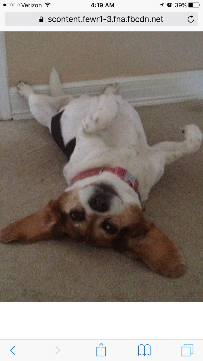 DavidEnglander's tweet photo. The best Beagle, friend, and sister a man could ever have. I’ve been lucky enough to have two dogs be the light of my life. Samantha, my love for you will never fade. You will be with me always and forever. https://t.co/plXcxlsy3e