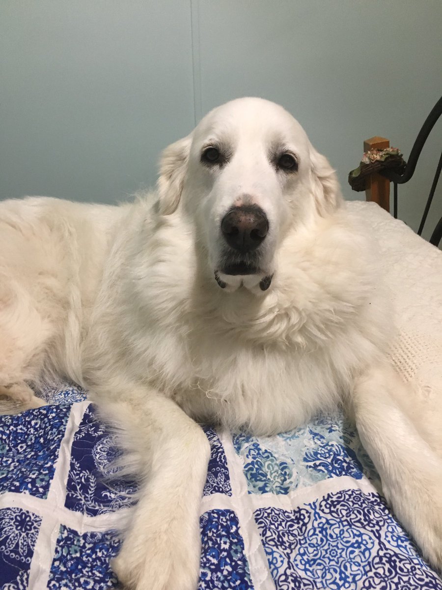 Pyrs2you's tweet photo. Of course I am on the bed it’s bed time. Why would I care where you sleep? #pyrlife https://t.co/9H6vi0VNCq