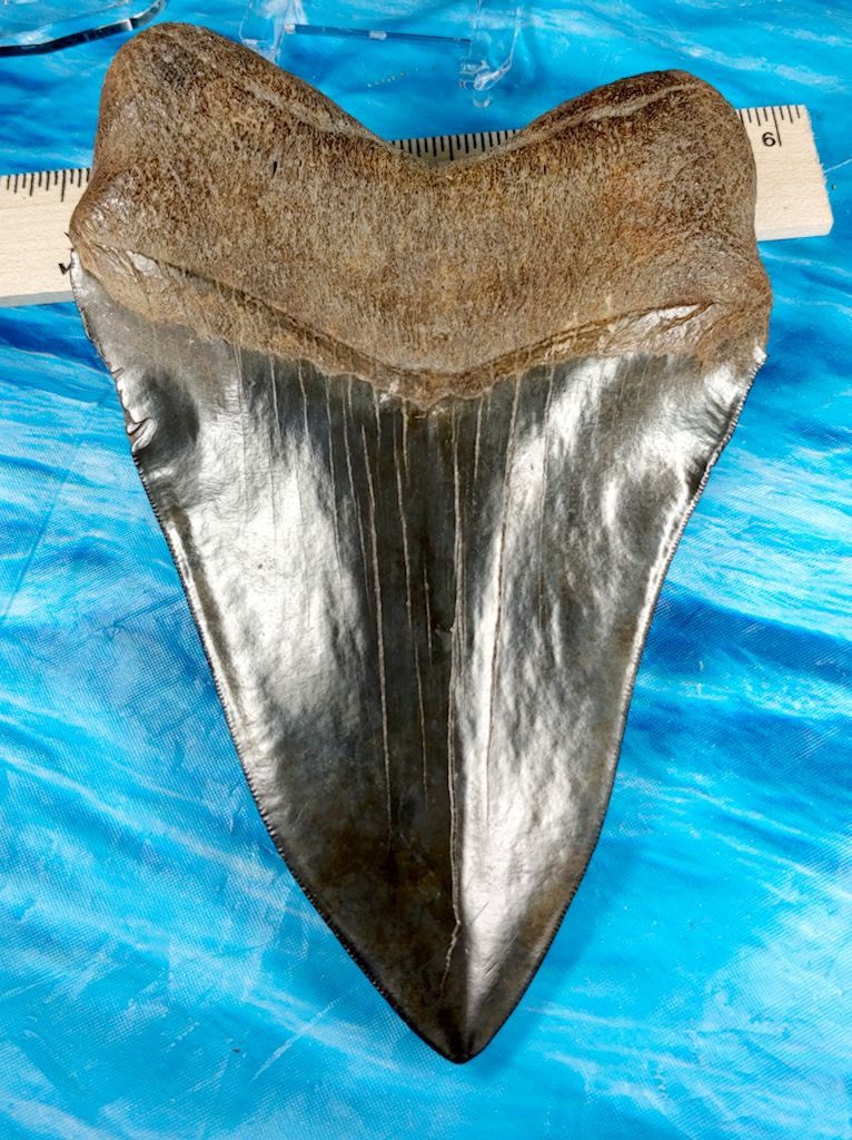 megateethfossil's tweet photo. Two teeth from my dive on the 16th. The first is a nice 6.42"x 4.40" Jet-black Megalodon Tooth. The second has some chips but the blade is covered in pyrite which is really unusual. I think both are pretty cool. #megalodon #megateeth #shark #tooth #teeth #sharktooth #fossil #dive https://t.co/dX32y4idEy