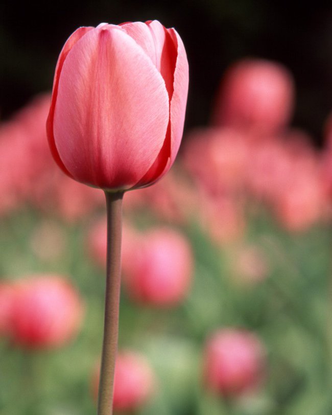 創作に使える花ことば ピンクチューリップ 花言葉は 愛の芽生え 愛らしいピンク色のチューリップは 芽生え始めたばかりの初々しい恋のイメージがあります 花ことば 花言葉 T Co Sfyoenm7zy Twitter